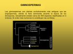 Gimnosperma PDF