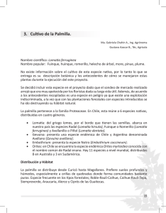 3. Cultivo de la Palmilla.
