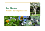 Las Plantas - fundamentosdebiolo2011