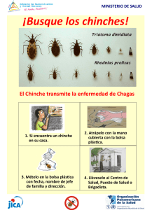 El Chinche transmite la enfermedad de Chagas