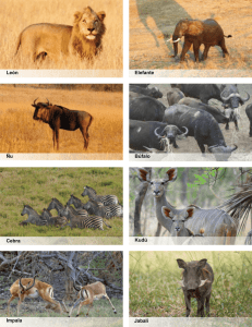 Le&oacute;n Elefante &Ntilde;u B&uacute;falo Cebra Kud&uacute; Impala Jabal&iacute;