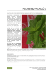 106 Micropropagación: cultivo in vitro de menta PDF