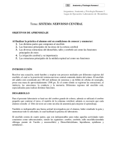 Tema: SISTEMA NERVIOSO CENTRAL