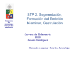 STP 2. Segmentación, Formación del Embrión bilaminar, Gastrulación
