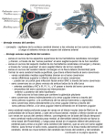 - drenaje venoso del cerebro - concepto: capilares de la corteza