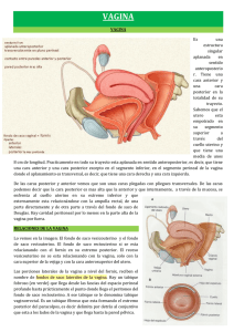 vagina - ClaseV