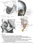- orbita ósea - anteriormente: huesos frontal, lagrimal, maxilar, y