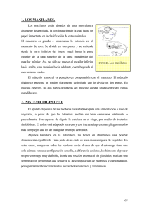 anatomía interna - La Anunciata Ikerketa