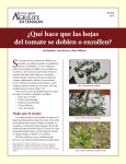 ¿Qué hace que las hojas del tomate se doblen o