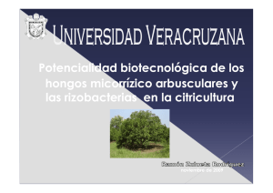 Hongos Micorrizicos y Rizobacterias