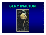 Clase sobre Germinación (2008) - BMV