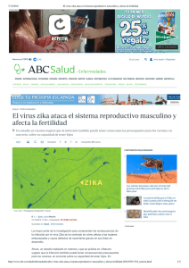 El virus zika ataca el sistema reproductivo masculino y afecta la