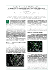 Estadios de crecimiento del cultivo de trigo.