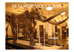 macroevolución