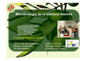 Microbiología de la aceituna Aloreña de Málaga