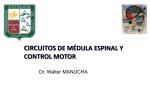 CIRCUITOS DE MÉDULA ESPINAL Y CONTROL MOTOR