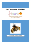 Entomología general