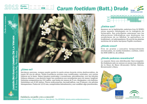 Carum foetidum (Batt.) Drude - Ayuntamiento de V&eacute;lez Blanco