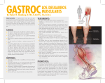gastroclos desgarros musculares - South Florida Institute of Sports