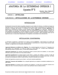 ANATOMIA DE LA EXTERMIDAD INFERIOR II