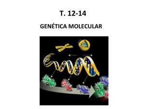 T.12-14.- Genética Molecular
