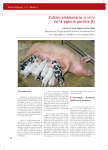Cultivo embrionario in vitro en la especie porcina (I)