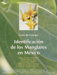 Identificación de los Manglares en México