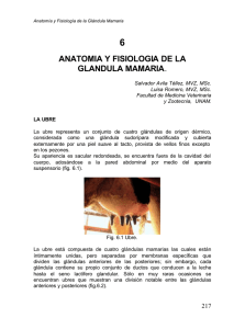 Anatomía y Fisiología de la Glándula Mamaria