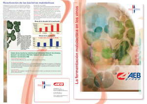 Bacterias Malolacticas