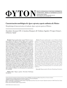 Caracterización morfológica de Agave cupreata, especie endémica