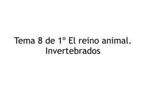 Tema 8 de 1º El reino animal Invertebrados pdf