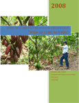 manejo de la arquitectura aerea del arbol de cacao “poda de cono