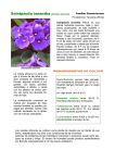 Saintpaulia ionantha (Violeta africana)