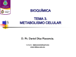 Metabolismo Celular