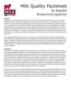 Streptococcus agalactiae