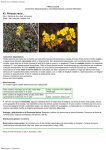 Primula veris: morfología y ecología