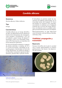 Candida albicans