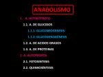 anabolismo