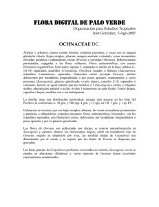 FLORA DIGITAL DE PALO VERDE