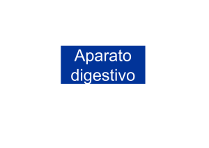 Aparato digestivo