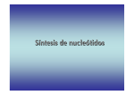 Síntesis de nucleótidos