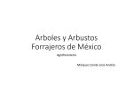 Arboles y Arbustos Forrajeros de México