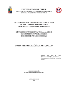 Detección-del-gen-de-resistencia-mecA-en-bacterias