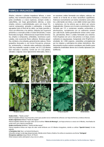 familia araliaceae - Árboles ornamentales