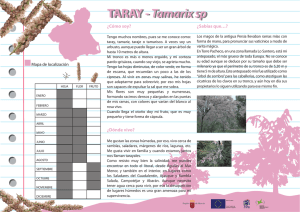 TARAY - Tamarix sp