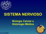 sistema nervioso - histologiaunam.mx