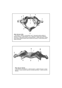 Atlas visto por arriba Atlas visto por delante