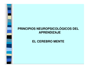 principios neuropsicológicos del aprendizaje el cerebro mente