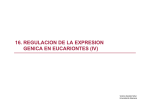 16. regulacion de la expresion genica en eucariontes (iv)