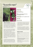 Duraznillo negro - Plan Agropecuario